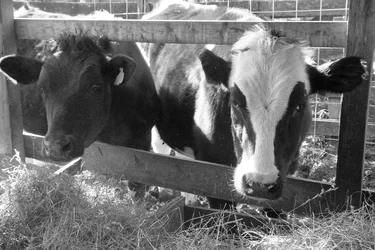 $Cows_1.webp