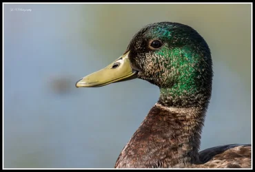 $Duck-1 FR.webp $Duck-1 FR.webp