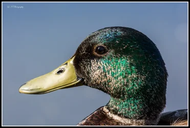 $Duck-2 FR.webp $Duck-2 FR.webp