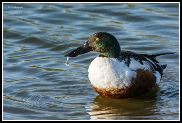 $Duck-4 FR.webp $Duck-4 FR.webp