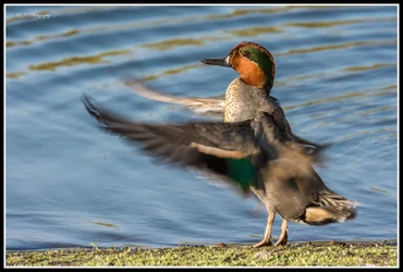 $Duck-5 FR.webp $Duck-5 FR.webp