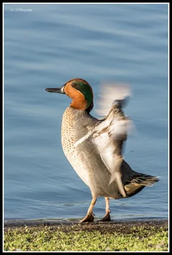 $Duck-6 FR.webp $Duck-6 FR.webp