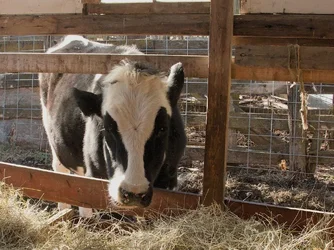 $BlackWhiteCow_1a.webp