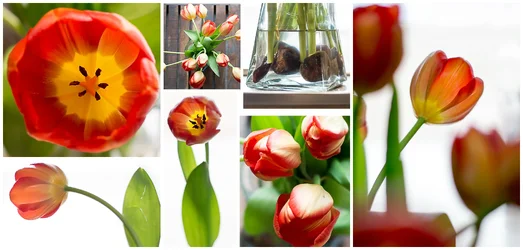 $Tulips.webp