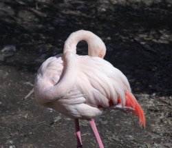 $peeking flamingo.jpg