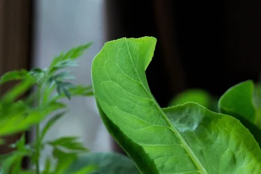 $leaf.webp $leaf.webp