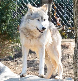 $Mexican Wolf.webp
