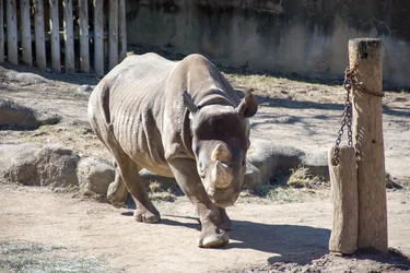 $White Rhino.webp