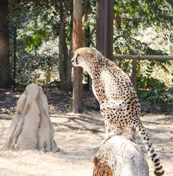 $Cheetah.webp