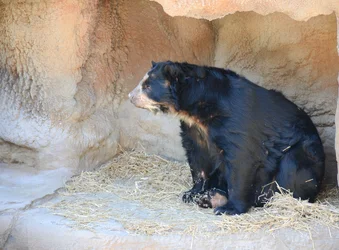 $Spectacled Bear.webp