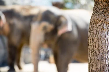 $Elephant background.webp