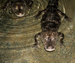 $alligators.webp