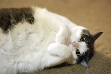 $somecat.webp