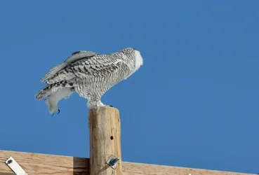 $DSC_3635_crop_resize.webp $DSC_3635_crop_resize.webp