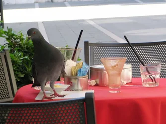 $IMG_0490.webp $IMG_0490.webp