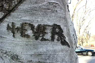 $4evertree.webp