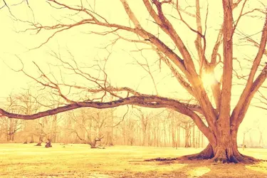 $golden-tree.webp