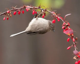 $Bushtit-Brian Turner-open.jpg..webp