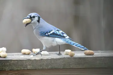$Blue Jay with peanut 3-19-14.webp