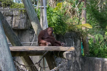 $L-Zoo-144.webp