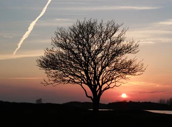 $LonelyTree_2.webp