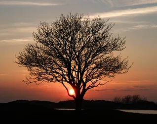 $LonelyTree_4.webp