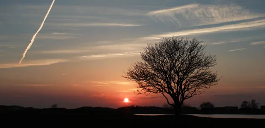 $LonelyTree_Panoramic.webp