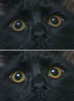 $cats.webp $cats.webp
