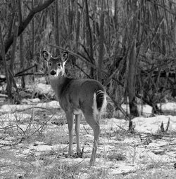 $whitetail deer bw.jpg