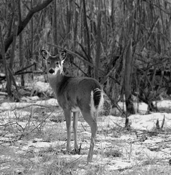 $whitetail deer bw.webp