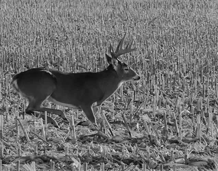 $Buck BW.webp