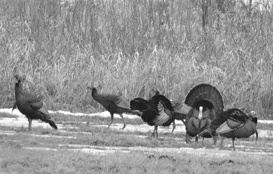 $_DSC0014 black and white.webp