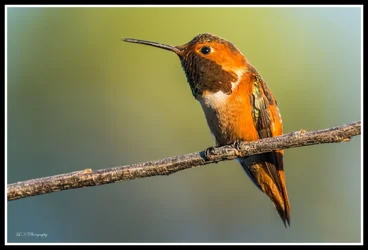$bird framed resized.webp