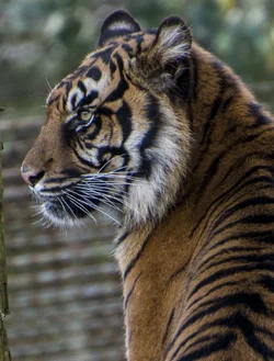 $tiger.webp