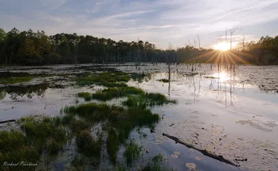 $Sun over the swamp 3 exp Merged web.webp