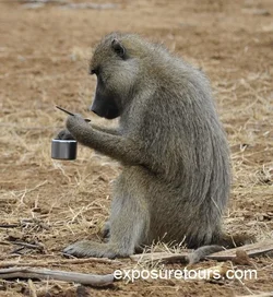 $baboon_suagr bowl.webp