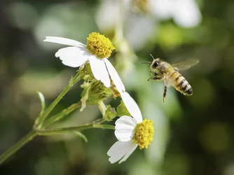 $Flying-Bee.webp $Flying-Bee.webp