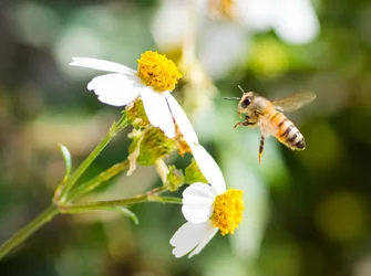 $Bee-again-1.webp $Bee-again-1.webp