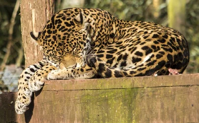 $leopard.webp