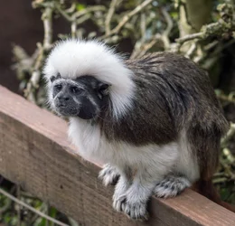 $cottontop tamarin.webp