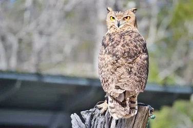 $owl.webp $owl.webp
