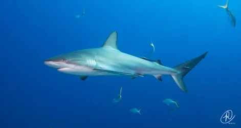 $Shark with fish dark small (1 of 1).webp