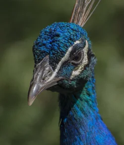 $peacock.webp