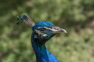 $peacock2.webp