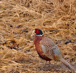 $Copy - Rooster Pheasent All Wet 2.webp