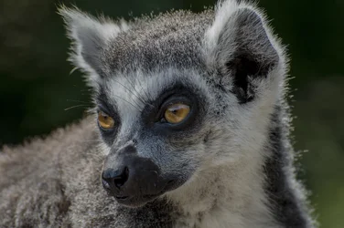 $lemur (2).webp