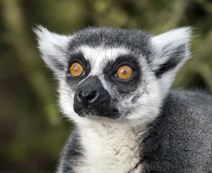 $lemur.webp