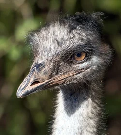 $emu.webp