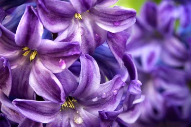$hyacinth-web.webp