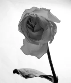 $Flowerwideangle.webp